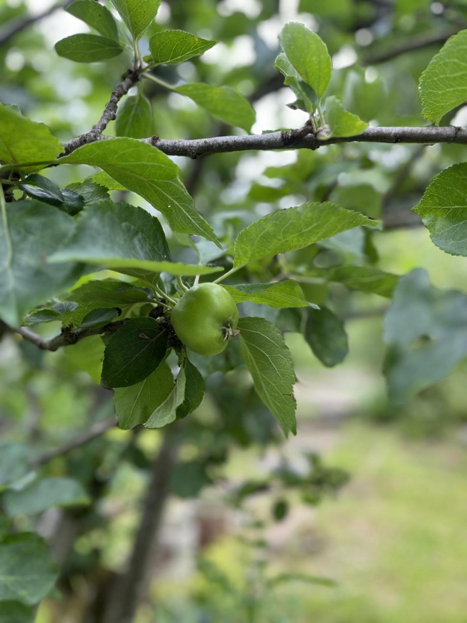 Apple Cottage 牛顿斯图尔特 外观 照片